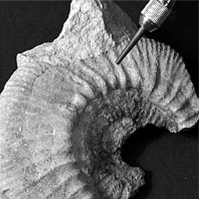 Restoration, Palaeontology
